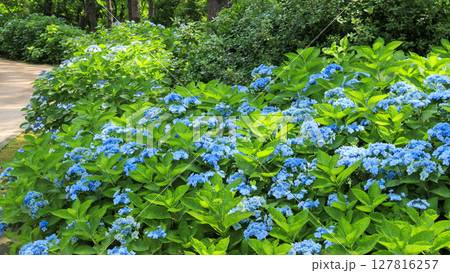 八景島の紫陽花 八景島の紫陽花 127816257