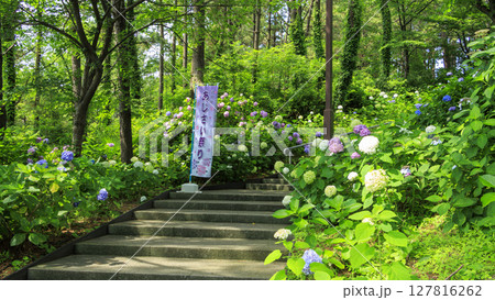 八景島の紫陽花 八景島の紫陽花 127816262