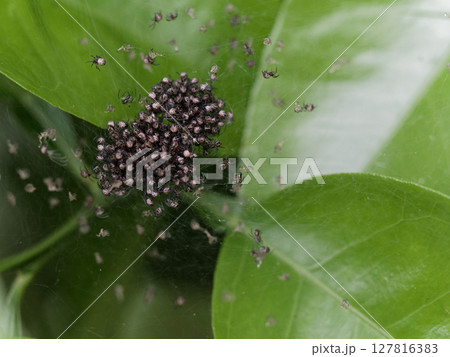 クモの団居 ジョロウグモ科ジョロウグモの繁殖行動 127816383