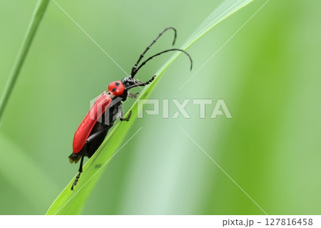 生き物 昆虫 ベニカミキリ、五月下旬の草原で。成虫は花を訪れるので公園などでも見られます 生き物 昆虫 ベニカミキリ、五月下旬の草原で。成虫は花を訪れるので公園などでも見られます 127816458