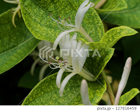 常緑つる性木本スイカズラ科スイカズラの花 127816459
