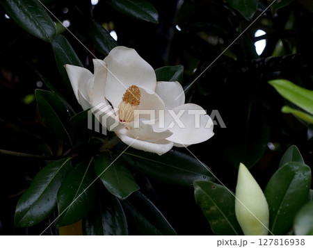 雨上がりのタイサンボクの花（朝の泰山木の白い花とつぼみ）  127816938