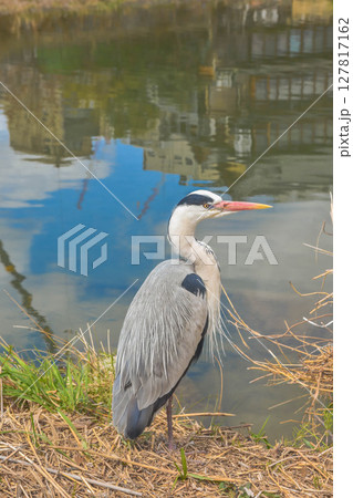 アオサギ アオサギ 127817162