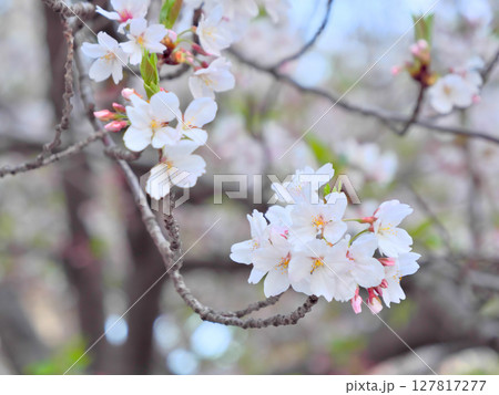 枝の先の桜 127817277