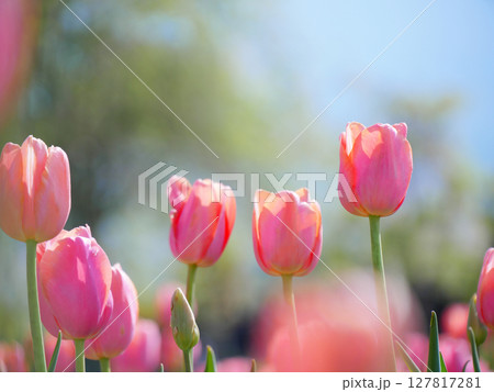 青空に映えるピンクのチューリップ 127817281