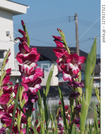梅雨明けの朝の赤紫色のグラジオラス 127817321