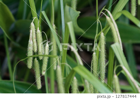 湿地性植物カヤツリグサ科アゼナルコ 127817444