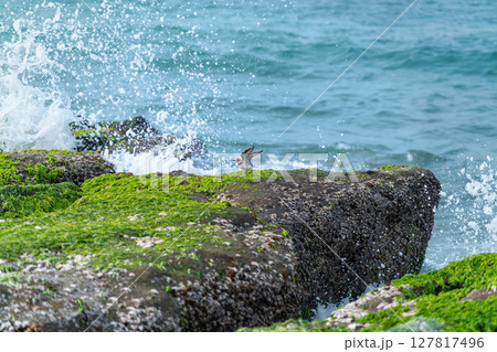 Oriental Plover Amidst Laomei Green Reef in Shimen New Taipei City Taiwan. Oriental Plover Amidst Laomei Green Reef in Shimen New Taipei City Taiwan. 127817496