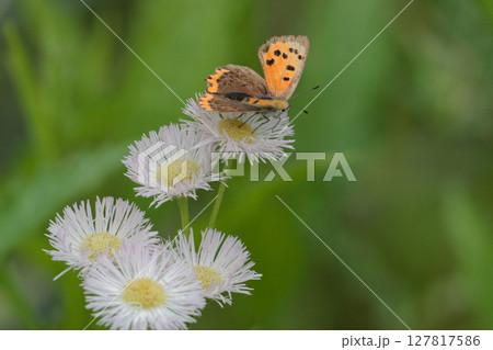 ヒメジョオンの花で吸蜜するシジミチョウ科ベニシジミ 127817586