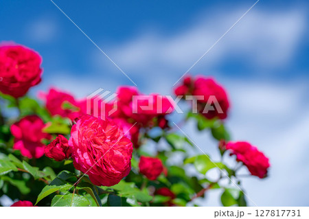 【初夏素材】赤いバラの花と青空【長野県】 127817731
