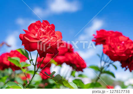 【初夏素材】赤いバラの花と青空【長野県】 127817738