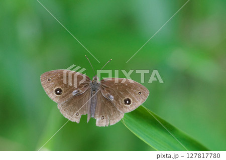 葉に止まるタテハチョウ科コジャノメ♂ 葉に止まるタテハチョウ科コジャノメ♂ 127817780