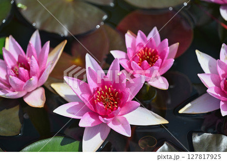 スイレン 127817925