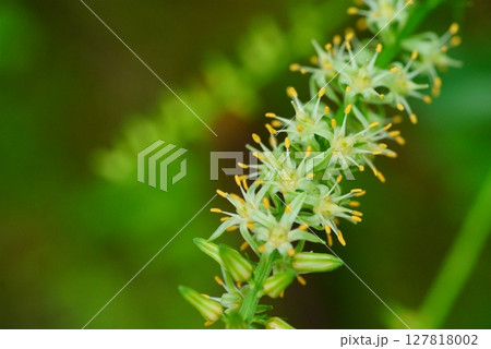 ノギランの花 127818002