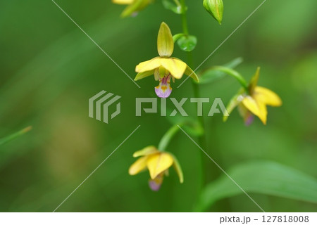 カキランの花 127818008
