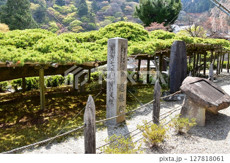 京都市　善峯寺の游龍の松 127818061