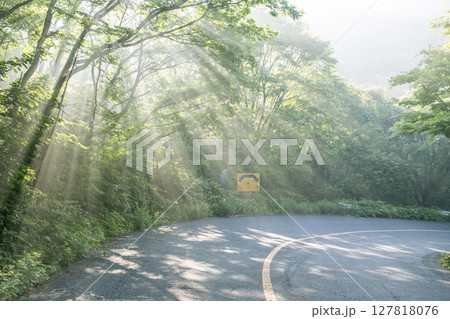 新緑の道に光芒が差し込む風景　奥大山 127818076
