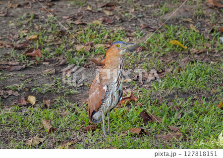 台湾の公園に佇む、野生のズグロミゾゴイ 台湾の公園に佇む、野生のズグロミゾゴイ 127818151