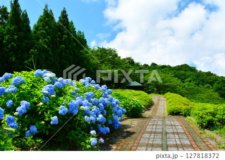 満開の新潟県小千谷市山本山高原中道ポケットパークに咲く紫陽花の花 満開の新潟県小千谷市山本山高原中道ポケットパークに咲く紫陽花の花 127818372