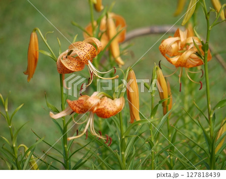 コオニユリの花 127818439