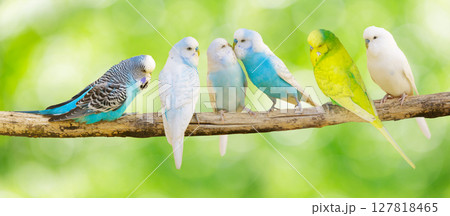Colorful budgerigars perching on branch of tree on green background Colorful budgerigars perching on branch of tree on green background 127818465