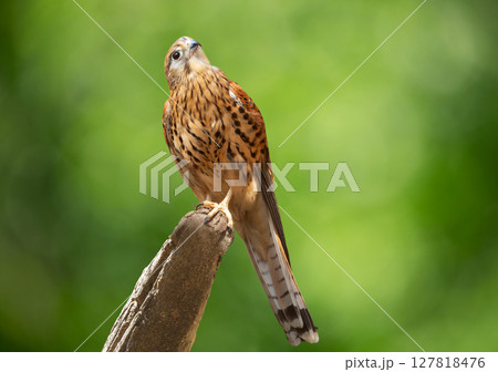 Kestrel bird perching on stone on green background. Bird of prey Kestrel bird perching on stone on green background. Bird of prey 127818476