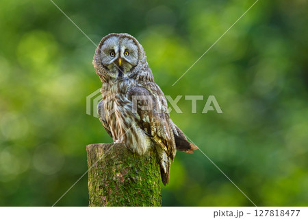 Great grey owl perching on stump on green background. Strix nebulosa 127818477