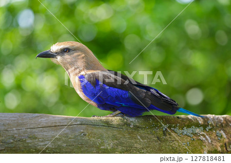 indian roller bird perching on stump on green background. Coracias benghalensis 127818481