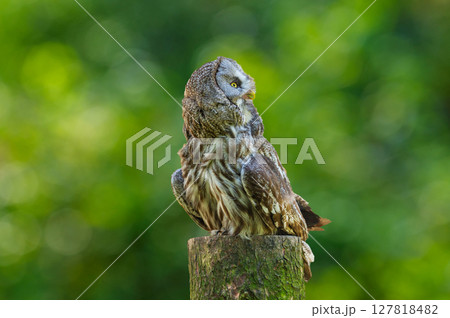 great grey owl perching on stump on green background. Strix nebulosa 127818482