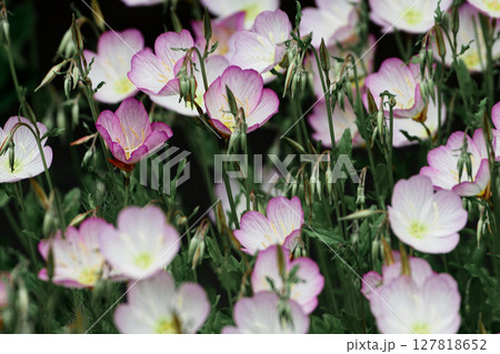 アカバナ科ヒルザキツキミソウの花 127818652