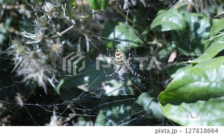 a large southern garden spider with bright yellow stripes sitting on a web in the branches of a bush in the sunlight, a representative of arachnids of a hot climate in its natural environment a large southern garden spider with bright yellow stripes sitting on a web in the branches of a bush in the sunlight, a representative of arachnids of a hot climate in its natural environment 127818664