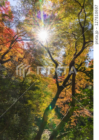 箕面公園の紅葉 大阪府箕面市にて 箕面公園の紅葉 大阪府箕面市にて 127818697