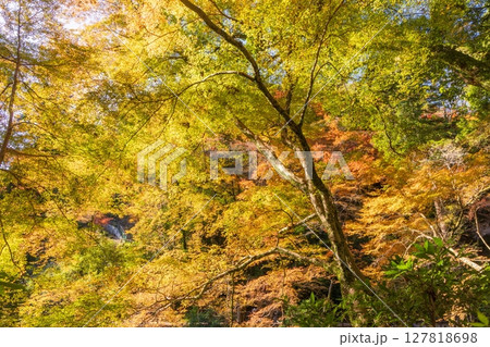 箕面公園の紅葉 大阪府箕面市にて 箕面公園の紅葉 大阪府箕面市にて 127818698