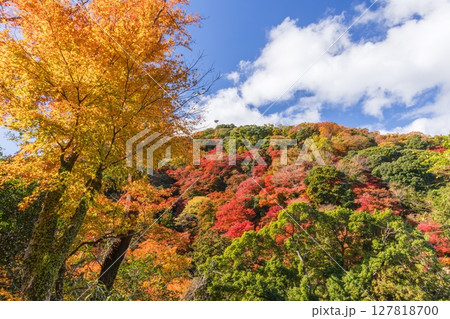 箕面公園の紅葉　大阪府箕面市にて 127818700