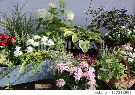 玄関前の夏の寄せ植え&寄せ鉢 玄関前の夏の寄せ植え&寄せ鉢 127818997