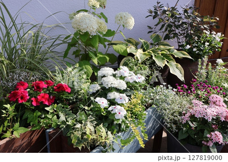 玄関前の花の寄せ植え&寄せ鉢 玄関前の花の寄せ植え&寄せ鉢 127819000