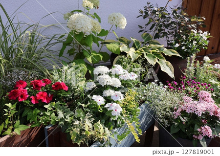 玄関前の夏の花寄せ植え&寄せ鉢 玄関前の夏の花寄せ植え&寄せ鉢 127819001