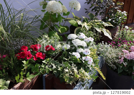 玄関前の夏の花寄せ植え＆寄せ鉢 127819002