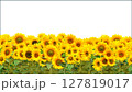 ひまわりー1 127819017