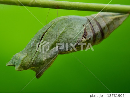 アゲハの蛹。蛹化してから五日が経過。 127819054