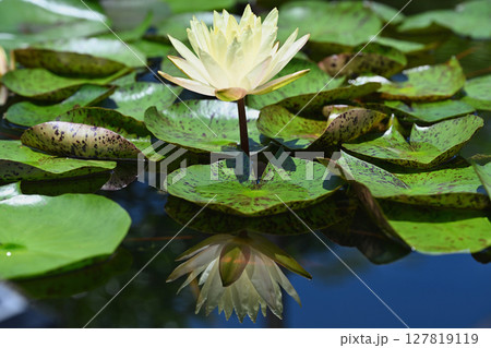 スイレン スイレン 127819119