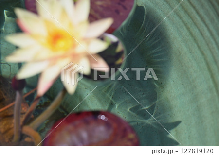 スイレン 127819120