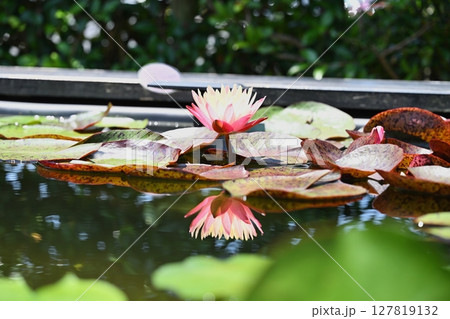 スイレン スイレン 127819132