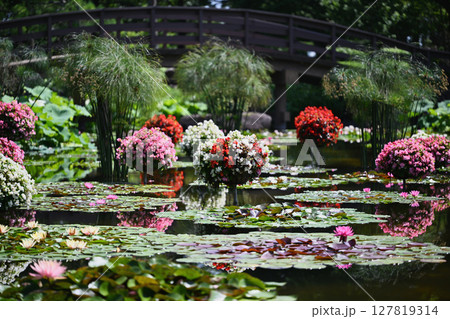 スイレンとベゴニア 127819314