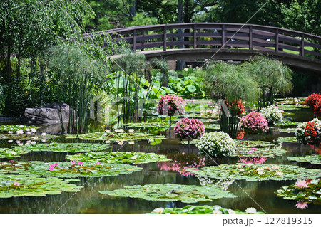 スイレンとベゴニア スイレンとベゴニア 127819315