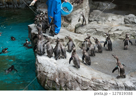 長崎ペンギン水族館 長崎ペンギン水族館 127819388