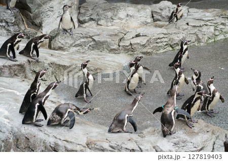 長崎ペンギン水族館 長崎ペンギン水族館 127819403