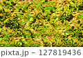 黄のある生活ー1 127819436