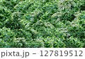 緑のある生活ー2 127819512