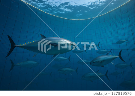 水中ネットで育つマグロの養殖風景 127819576